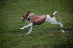 IMG_9469