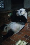 panda