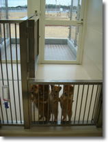 譲渡犬室