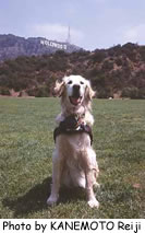 ハリウッドのルーファス