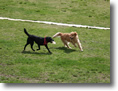 ZbRJc[nEX@DOG@RUN