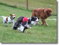ZbRJc[nEX DOG RUN 2007(H)