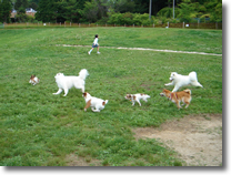 ZbRJc[nEX DOG RUN 2007(t)
