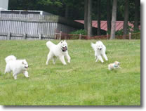 ZbRJc[nEX DOG RUN 2008(t)